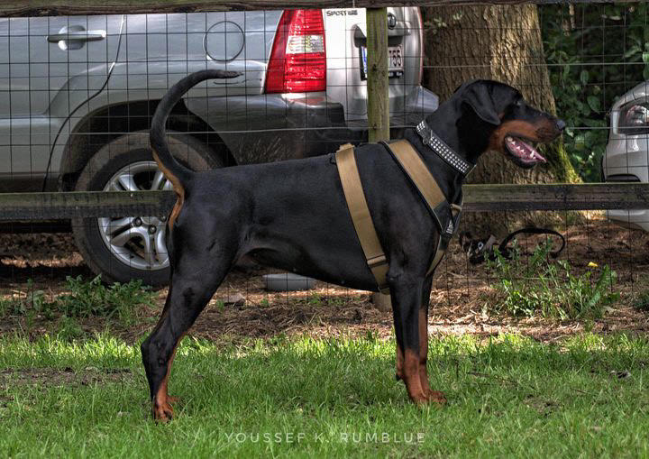 BESTIA DOG SPORT GripPro Heavy Duty Harness.
