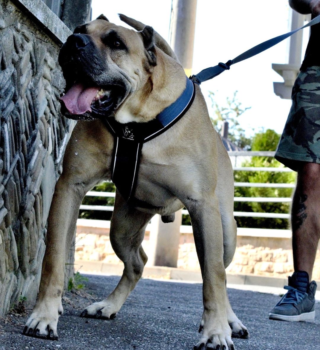 BESTIA DOG SPORT GripPro Heavy Duty Harness.