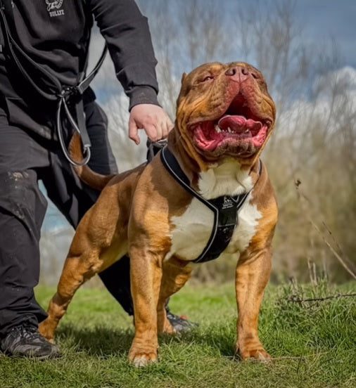 BESTIA DOG SPORT GripPro Heavy Duty Harness.