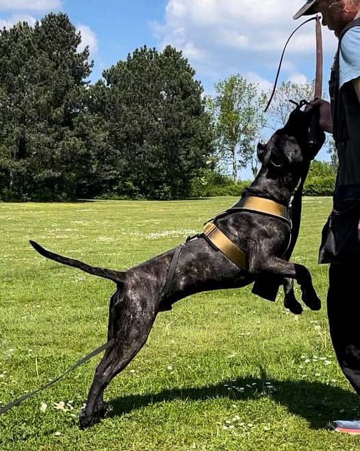 BESTIA DOG SPORT GripPro Heavy Duty Harness.
