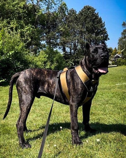 BESTIA DOG SPORT GripPro Heavy Duty Harness.